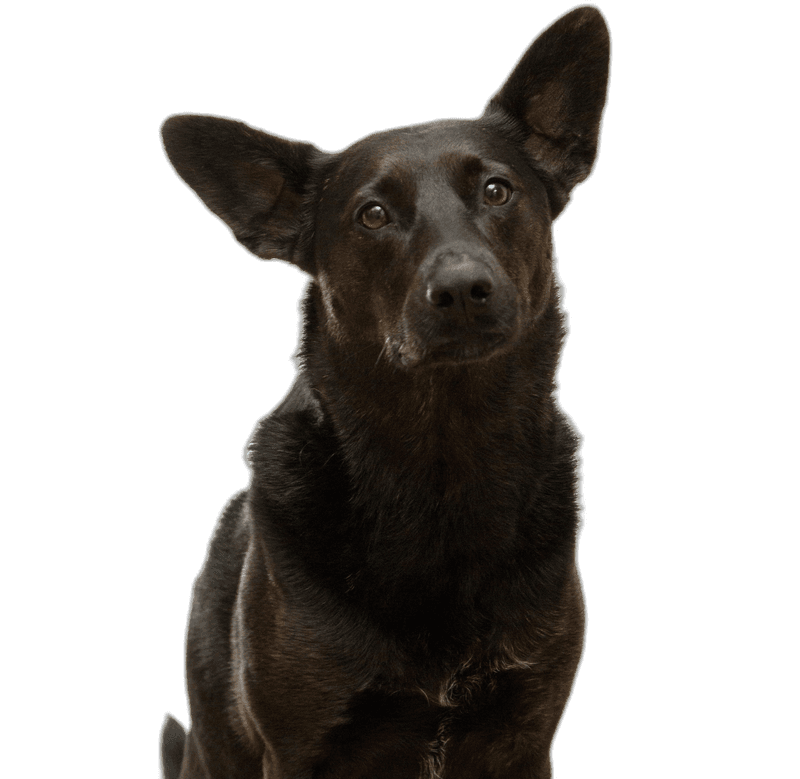 A dog looking at the camera